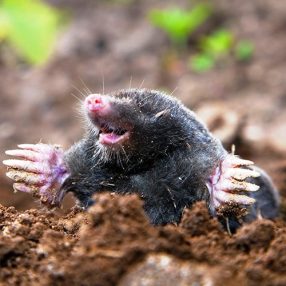   Vakondháló kiskerti alkalmazásokhoz, MOLENET, szemm.:15 x 15 mm, fekete, 2 x 25 m, I