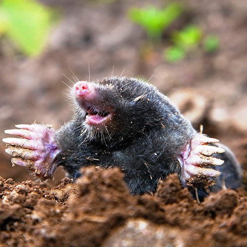 Vakondháló kiskerti alkalmazásokhoz, MOLENET, szemméret.:15 x 15 mm, fekete, 1 x 25 m