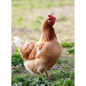   511-003, Dabasi broiler indító teljes értékű takarmány (Anatec), 25 kg/ zsák