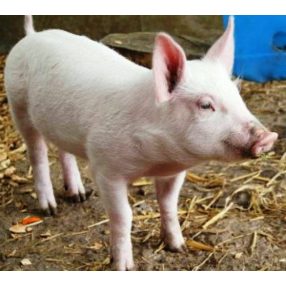   520-204, Dabasi malac teljesértékű takarmány (Aroma), 25 kg/ zsák