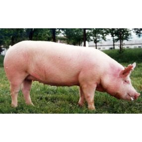   521-004, Dabasi süldő teljesértékű takarmány (Aroma), 25 kg/ zsák