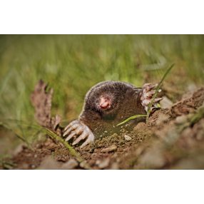 Madár és vakond riasztók