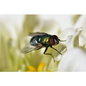 Légy, szúnyog, darázs, hangyaírtók, rovar csapdák és riasztók