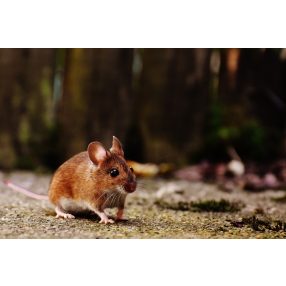 Rágcsálóírtók, élvefogók