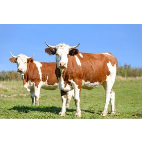 Ásványi anyagok, takarmány kiegészítők, vitaminok